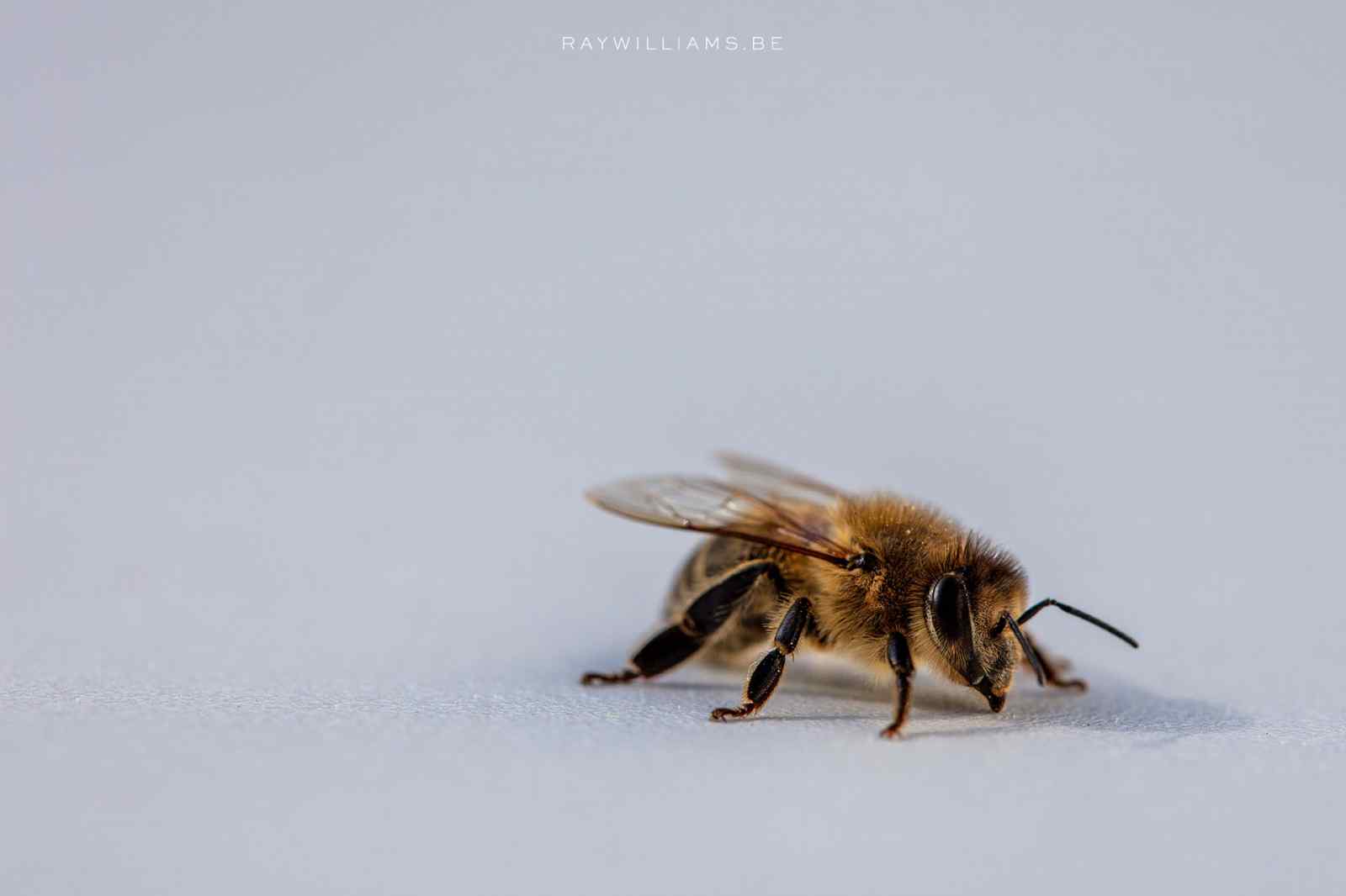 Little Bee