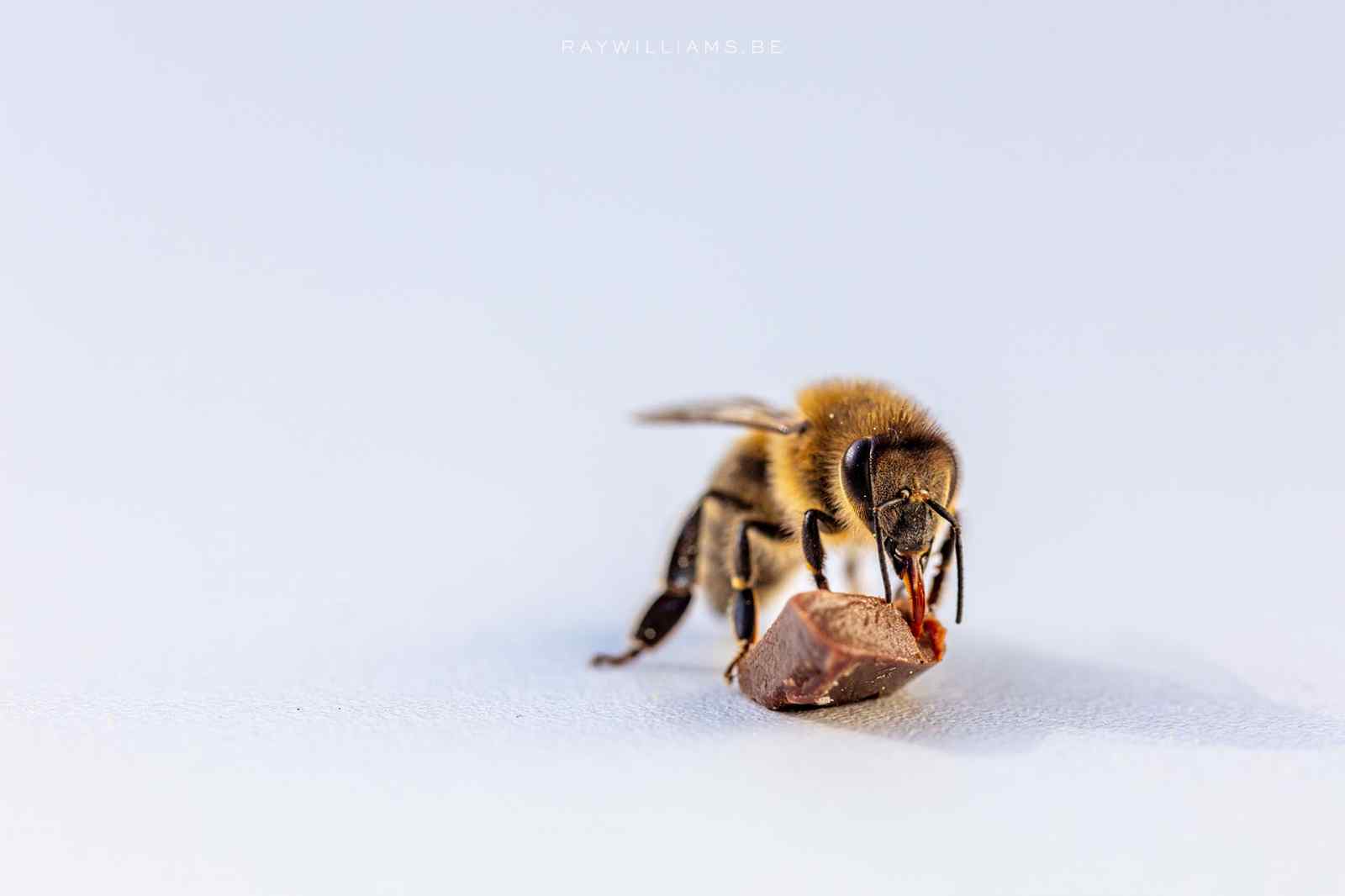 Bee pollinating