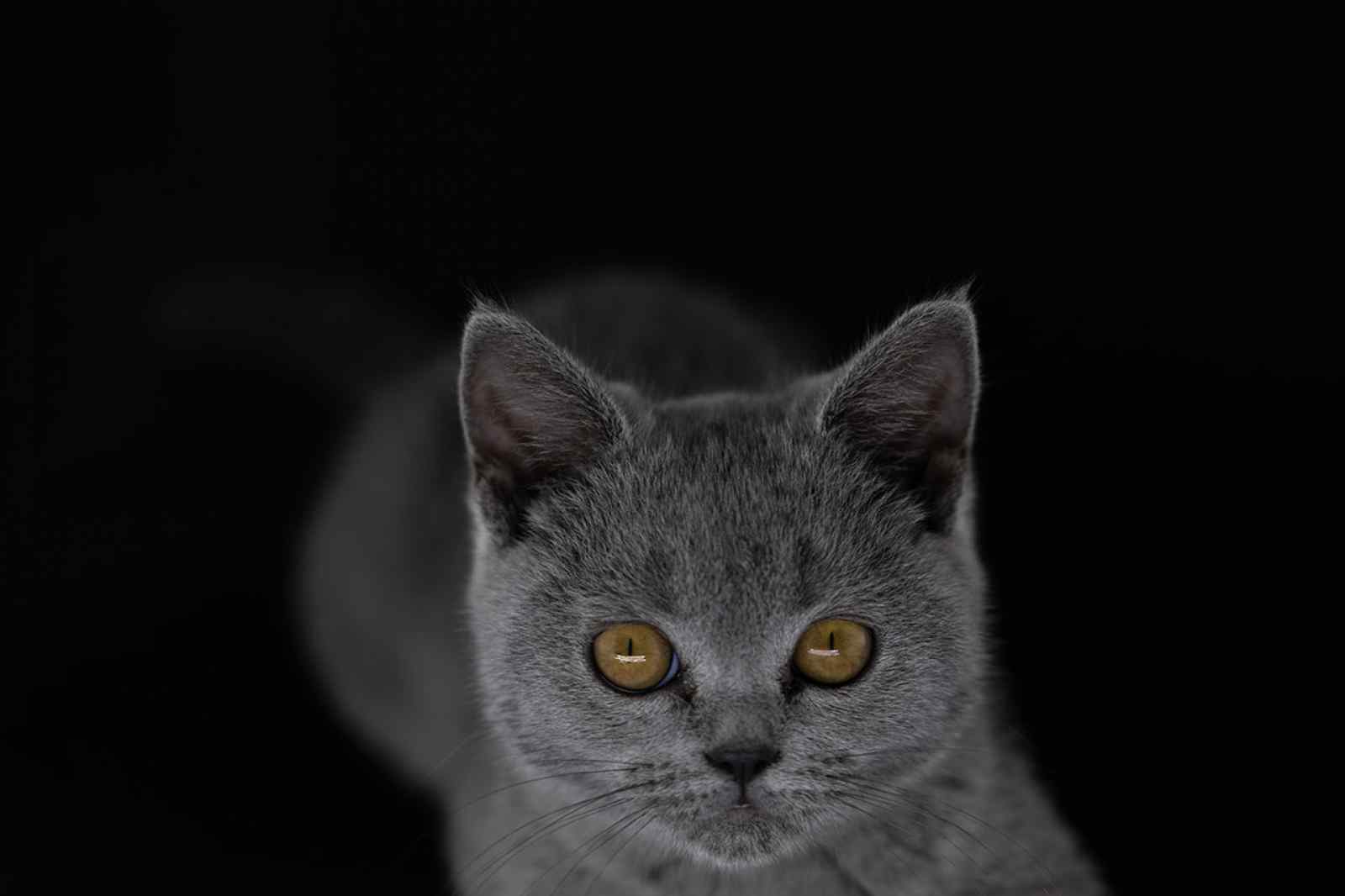 Kitten